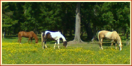 Six Acre Breezing Track.